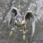 Falconry 
 thumbnail